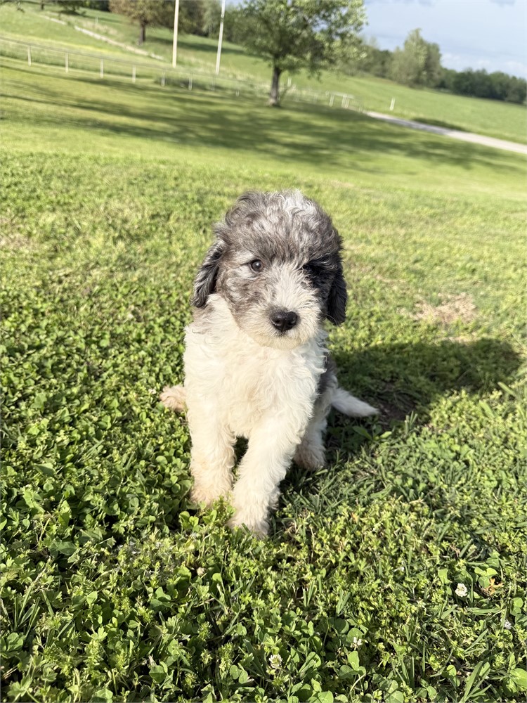 F1B Mini Bernedoodle - Male