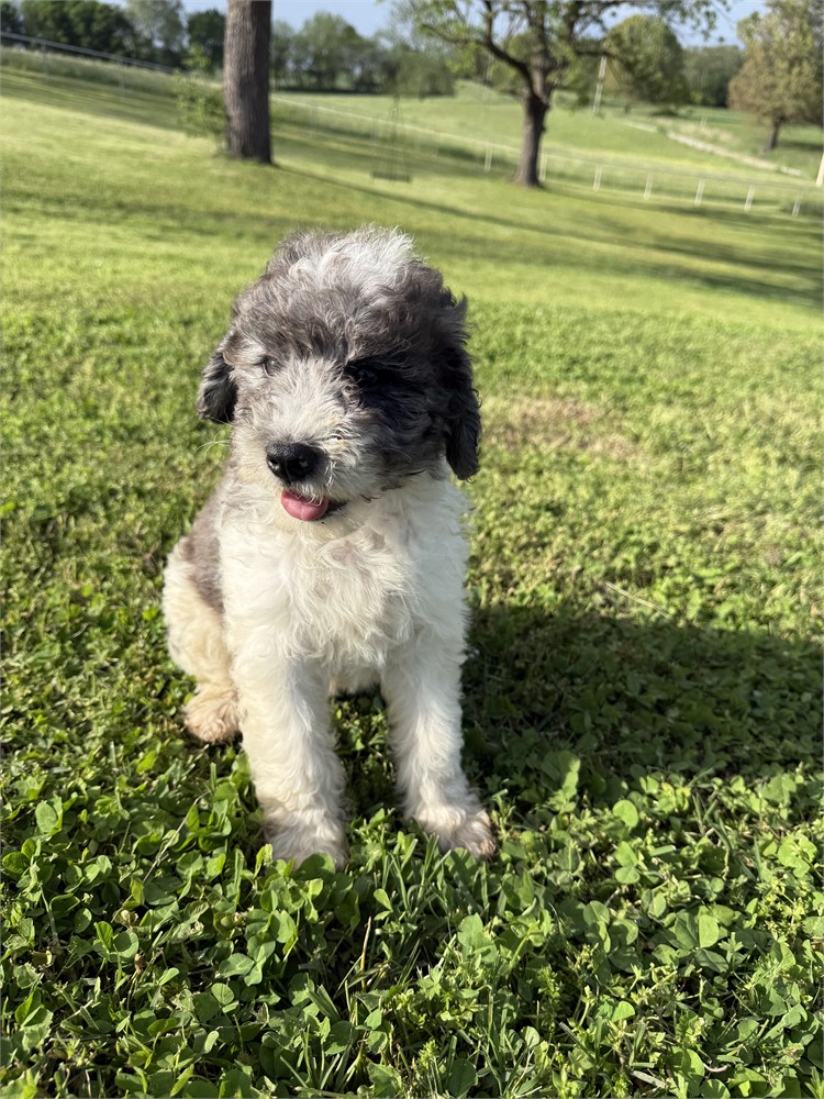 F1B Mini Bernedoodle - Male