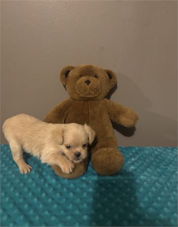 Cute Male #2