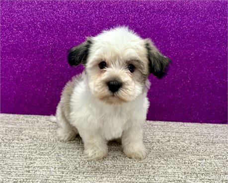 Shadows Havanese