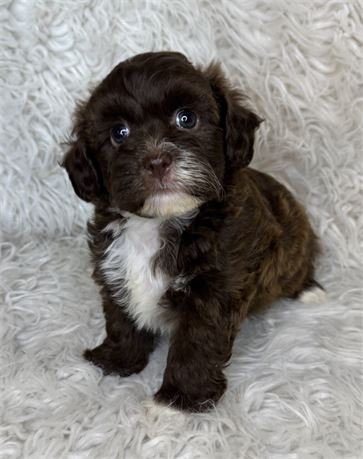 ACHC Chocolate Male Shihpoo