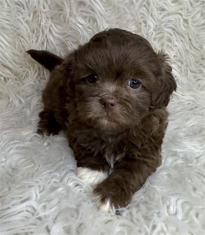 ACHC Chocolate Male Shihpoo
