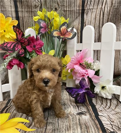 Toy Poodle Female “Reba”