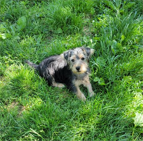 CHARLIE