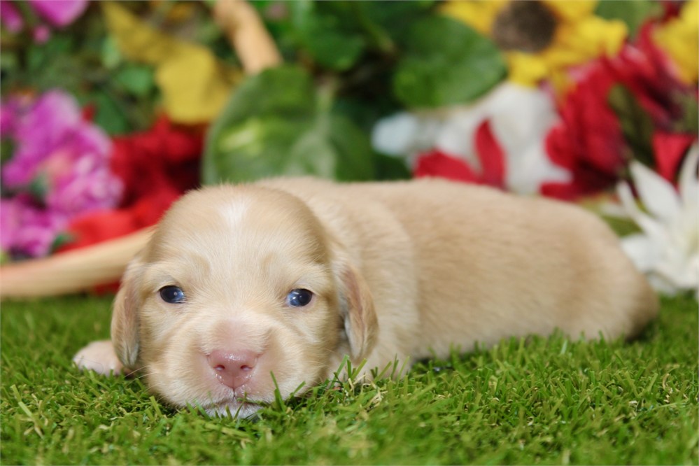 CREAM MALE 011