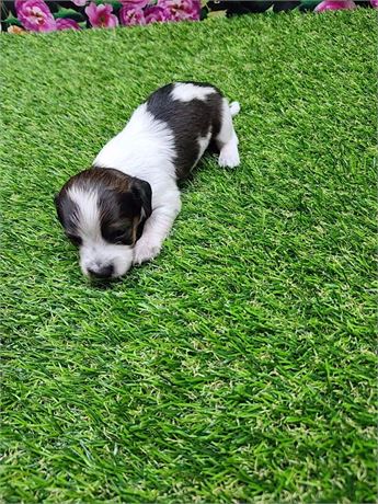 Red Piebald Male 3395