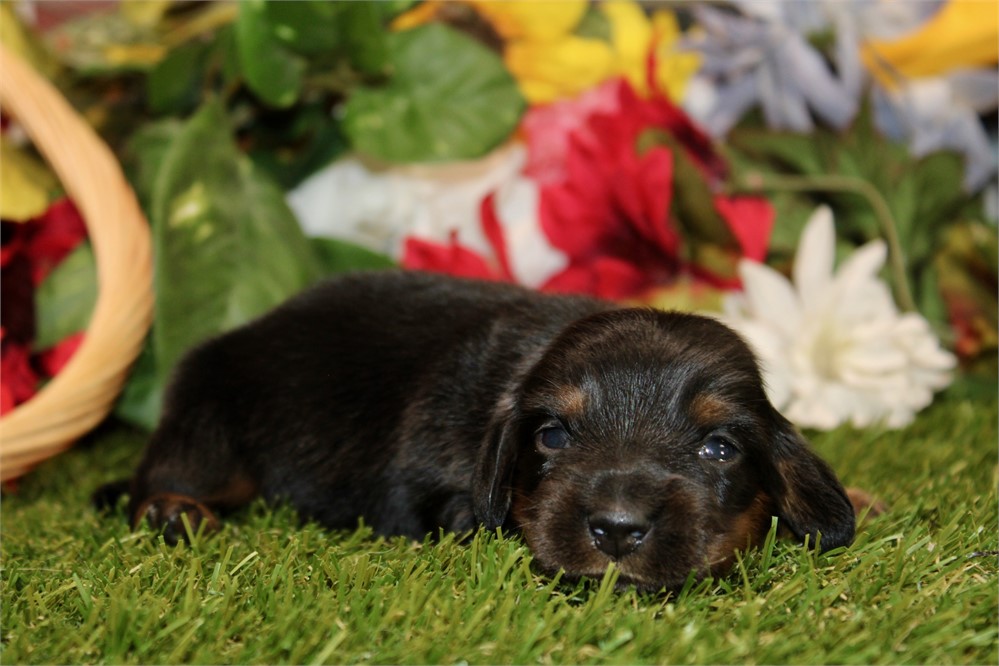 BLACK/TAN MALE 013