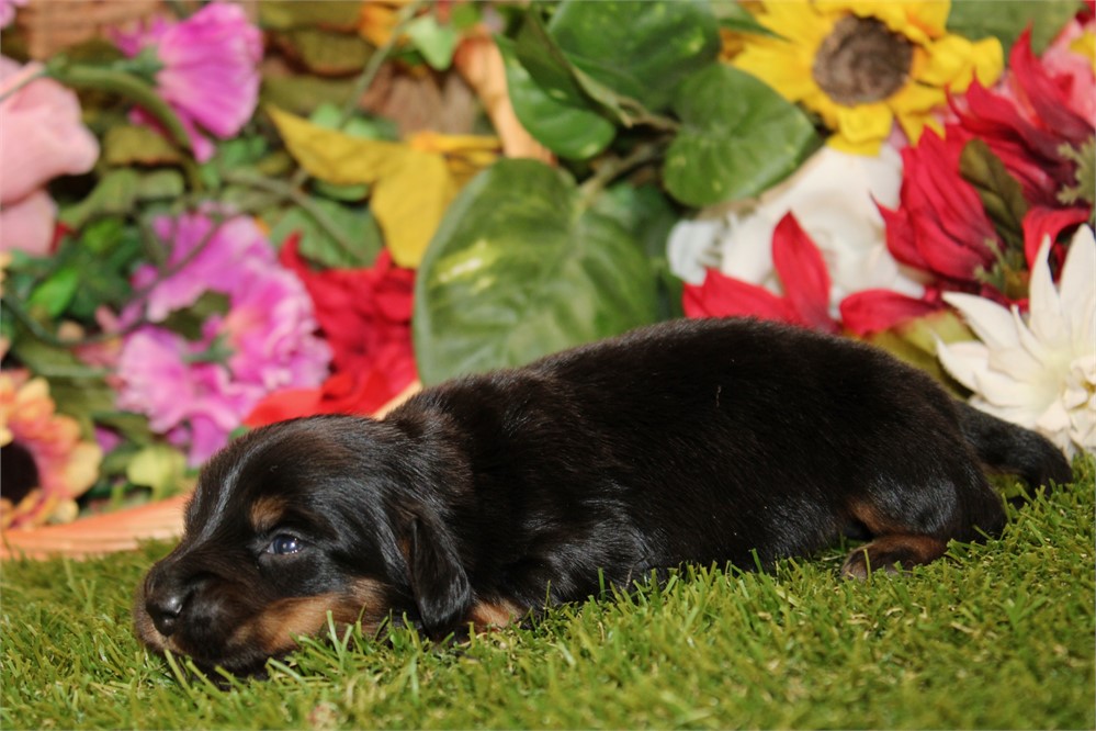 BLACK/TAN MALE 013