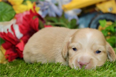 CREAM MALE 011
