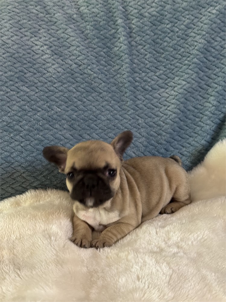 TINY 3.2 FEMALE SHASTA