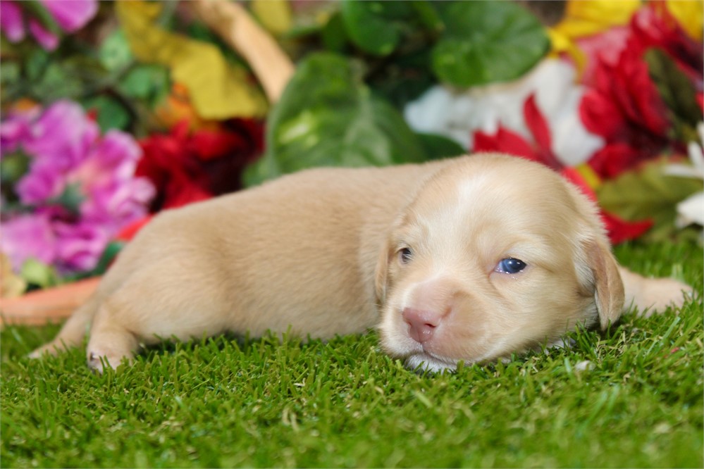 CREAM MALE 011