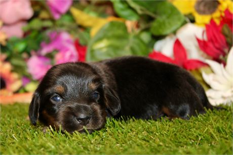 BLACK/TAN MALE 013