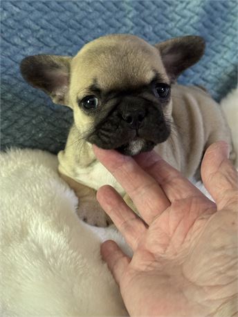 TINY 3.2 FEMALE SHASTA