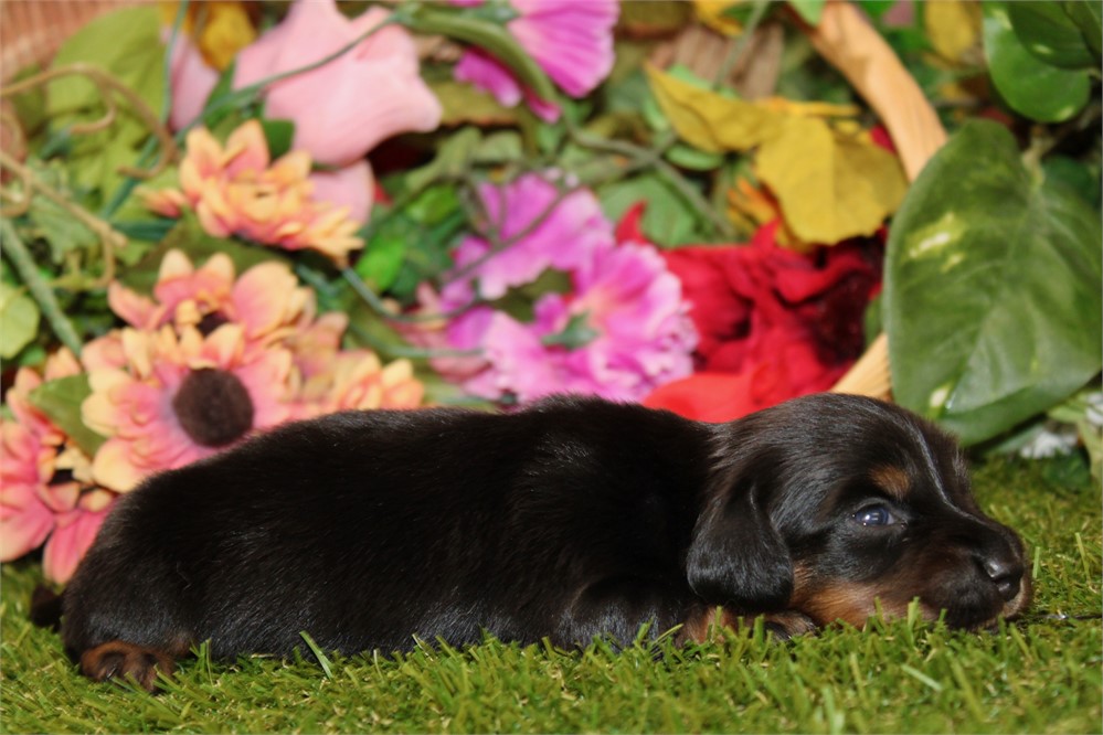 BLACK/TAN MALE 013