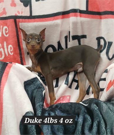 Tiny Teenager Miniature Pinscher Male