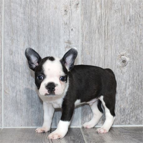 2683-02 Boston Terrier