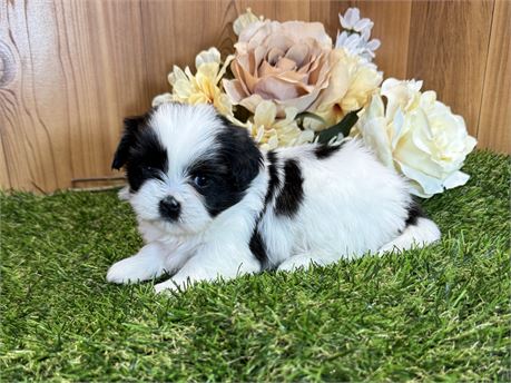Shih Tzu Female Correct faces & bodies