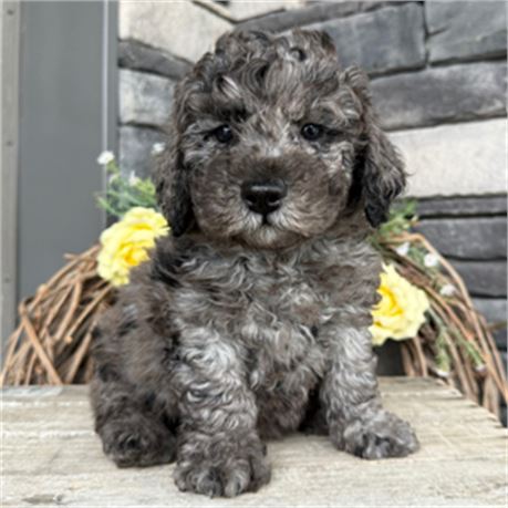 Mini Goldendoodle - Beauty