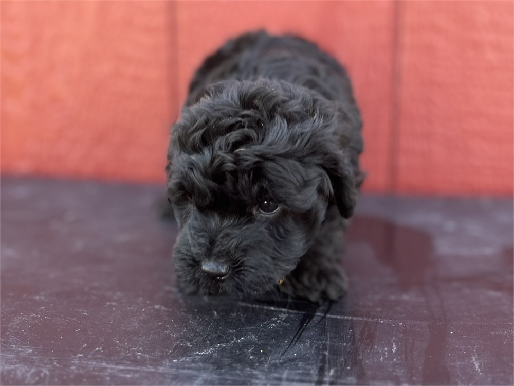 Sweet little black Yorkiepoo Male