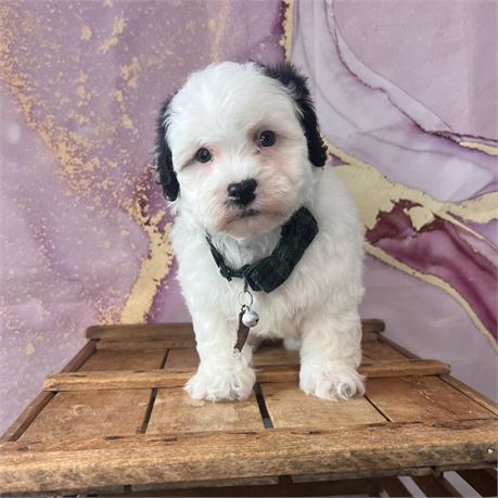 Male Lhasa apso /poodle