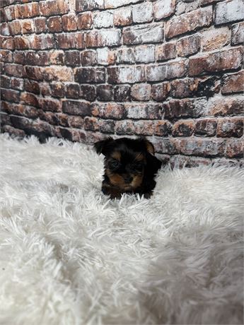 Handsome little guy