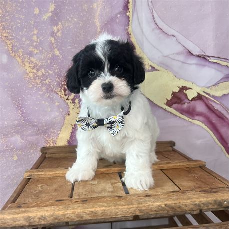 Female Lhasa apso /poodle
