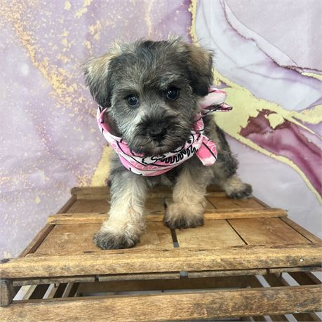 Female Min Schnauzer/poodle