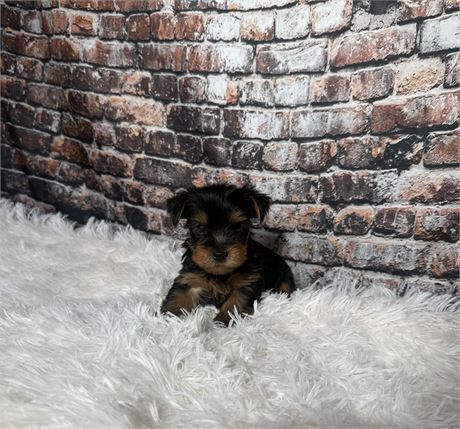 Nice Yorkie male