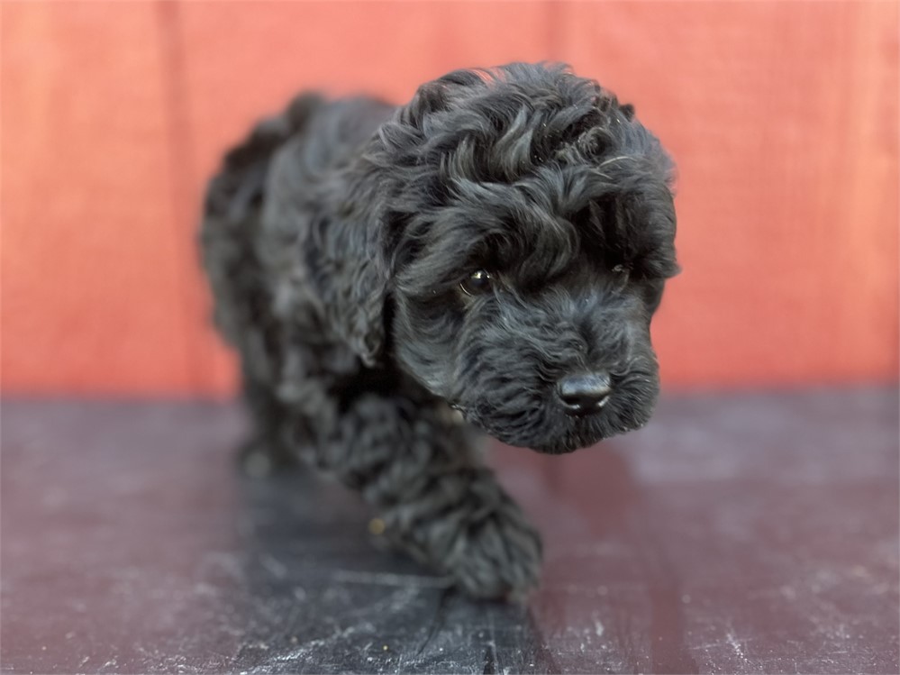 Sweet little black Yorkiepoo Male