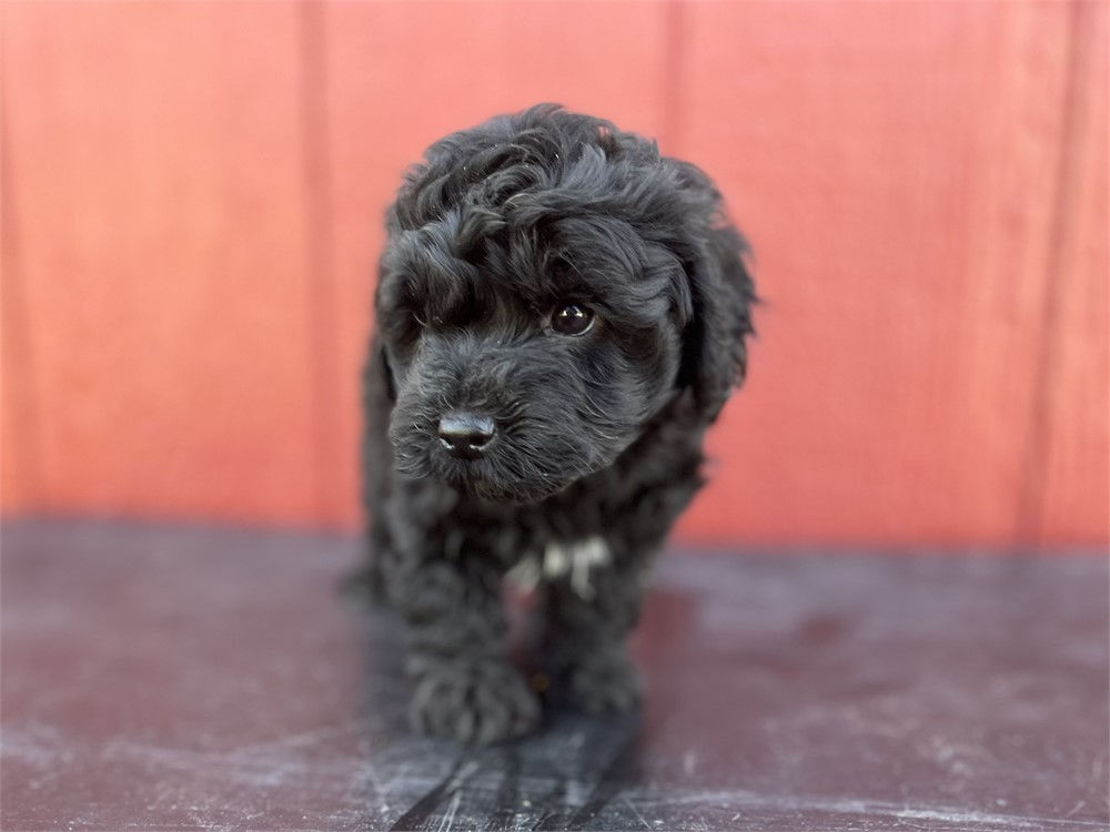 Sweet little black Yorkiepoo Male
