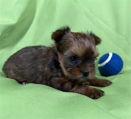 Yorkie- Iris’ # 1 M