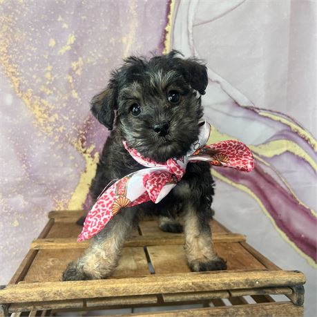 Female Min Schnauzer/poodle