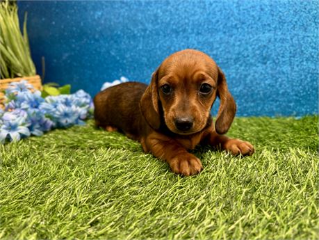 Female Miniature Dachshund