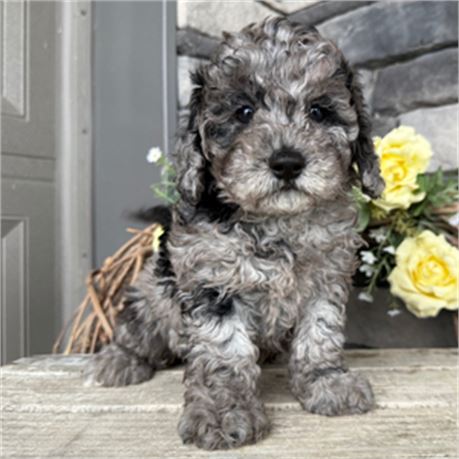 Mini Goldendoodle - Baby