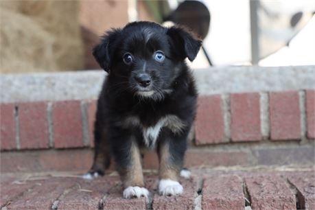USDA CLEAN* ASDR Reg Mini Aussie