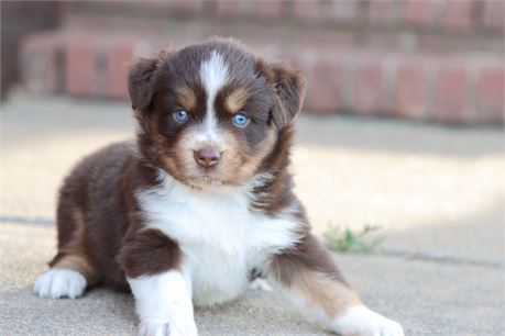 USDA CLEAN* ASDR reg Mini Aussie