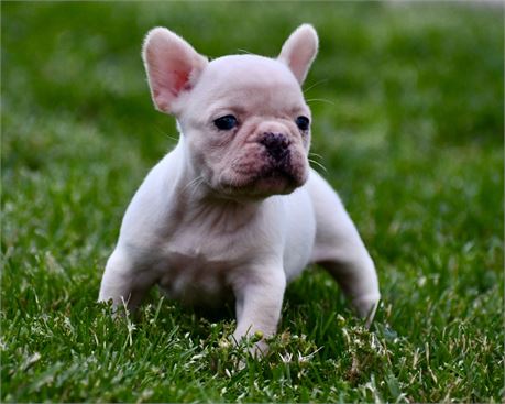 Jaylene ~ Adorable AKC Female French Bulldog! Appears to have Blue Eyes!!