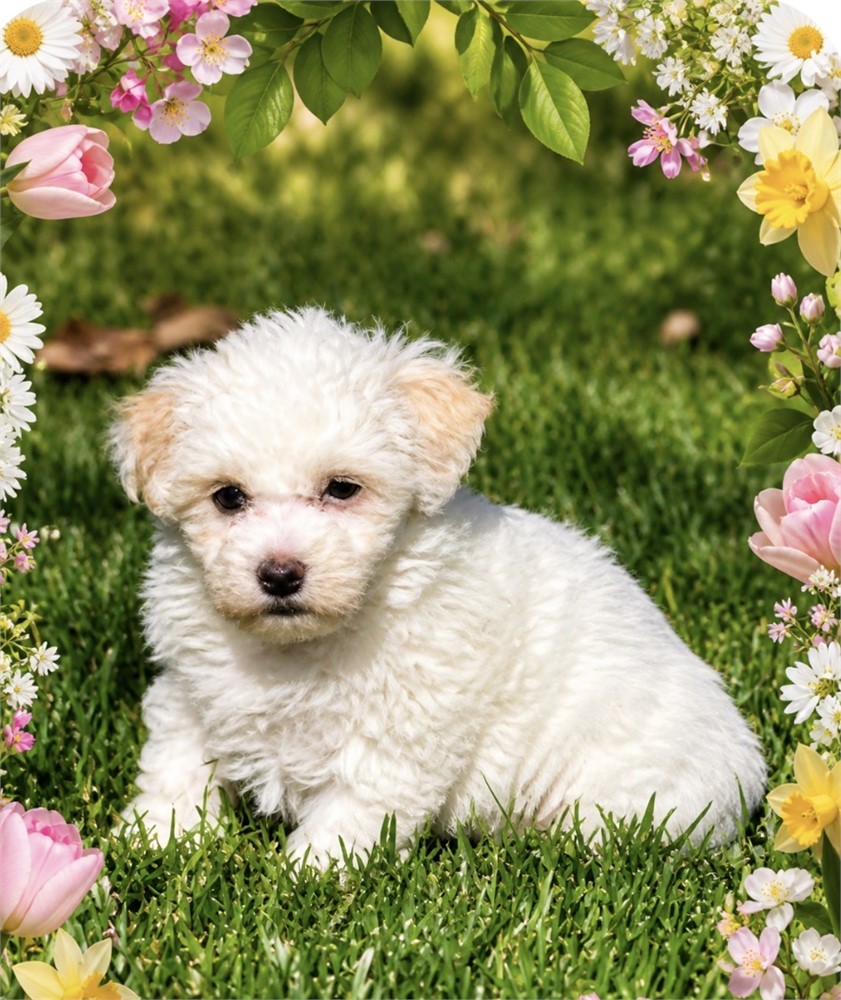 CUTE LITTLE MALTIPOO (F)