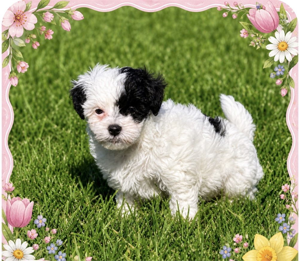 SPUNKY LITTLE MALTIPOO (F)