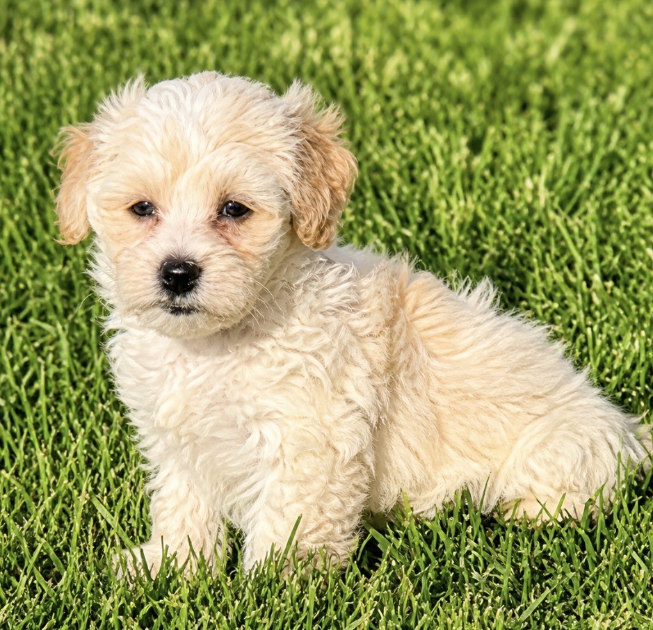 CUTE LITTLE MALTIPOO (M)