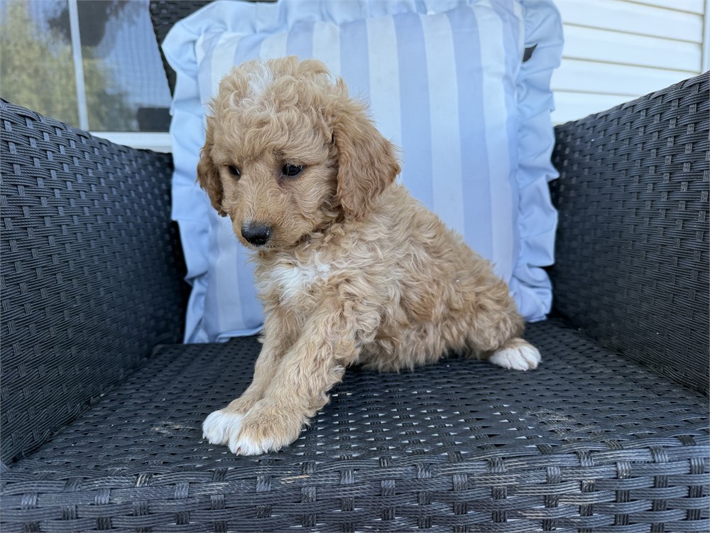 MINI GOLDENDOODLE FEMALE