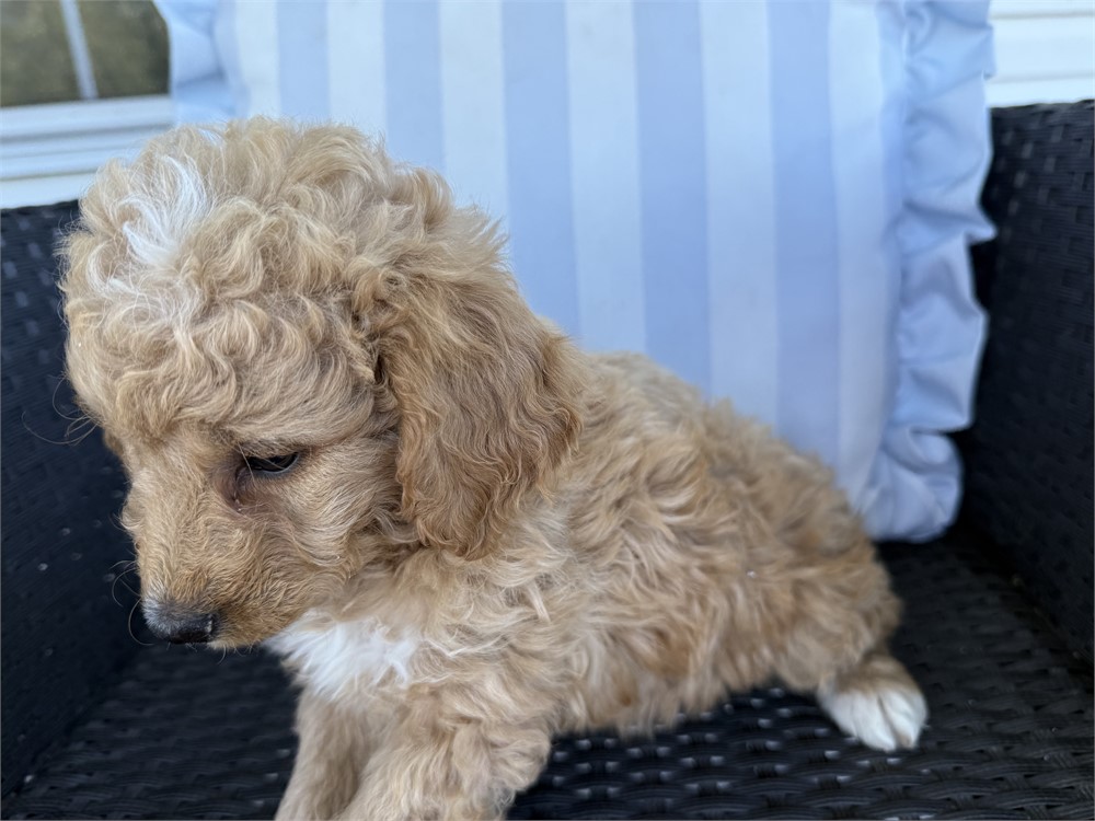 MINI GOLDENDOODLE FEMALE