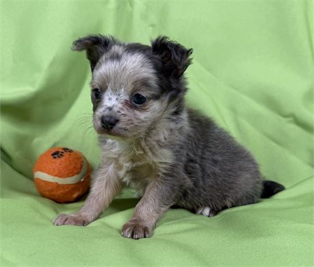 Chihuahua - Foxy’s # 2 (M)
