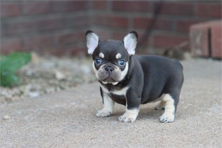 USDA CLEAN* AKC Reg French Bulldog