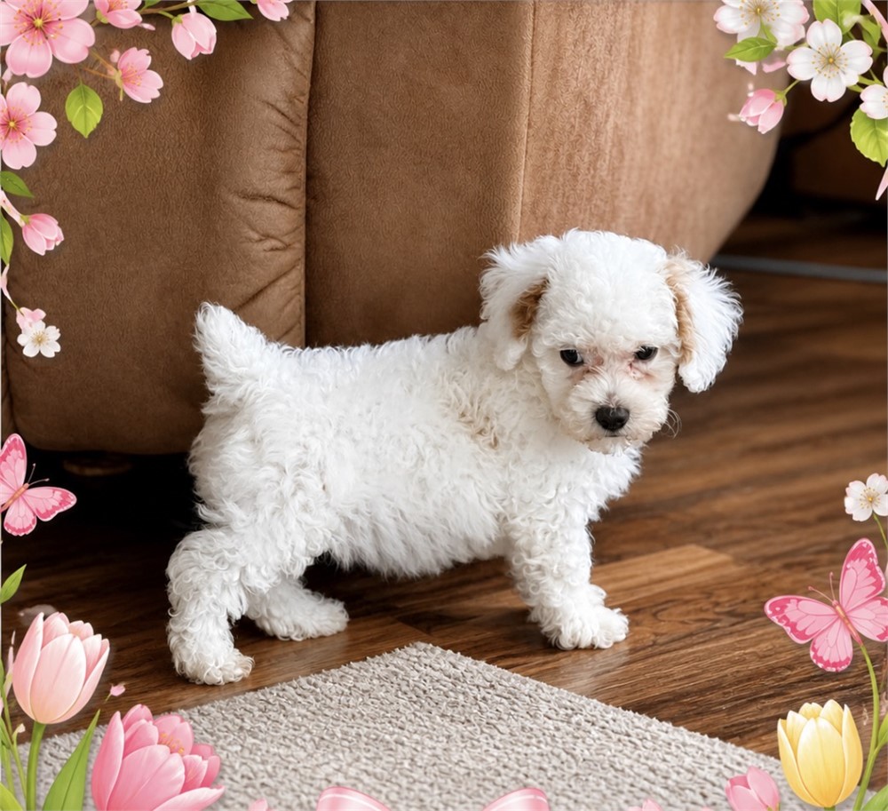 SPUNKY LITTLE (F) POODLE