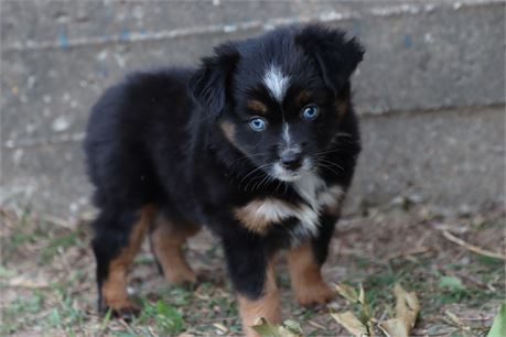 USDA CLEAN* ASDR Reg Mini Aussie