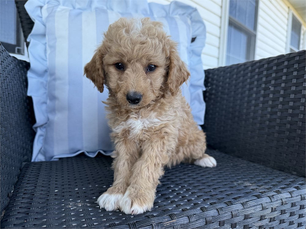 MINI GOLDENDOODLE FEMALE