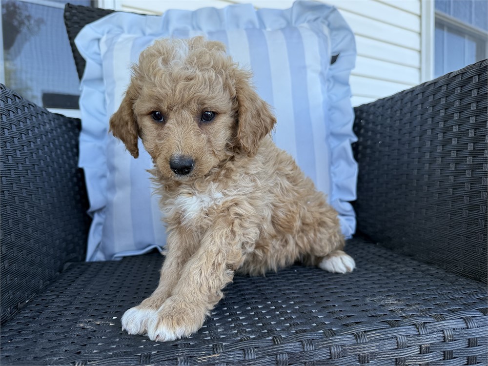 MINI GOLDENDOODLE FEMALE