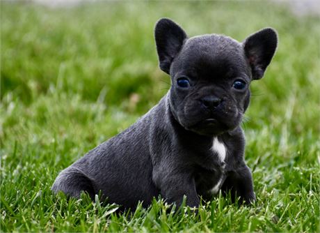 Dooneese ~ Adorable AKC Female French Bulldog!!