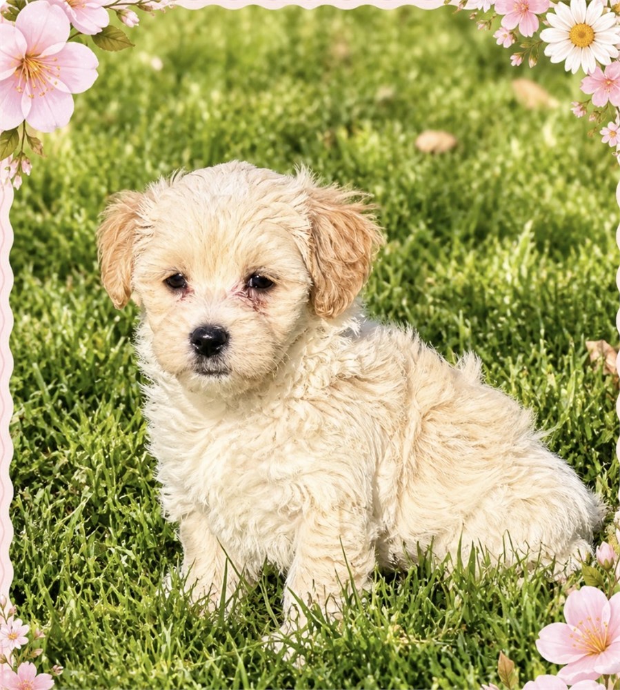 CUTE LITTLE MALTIPOO (M)